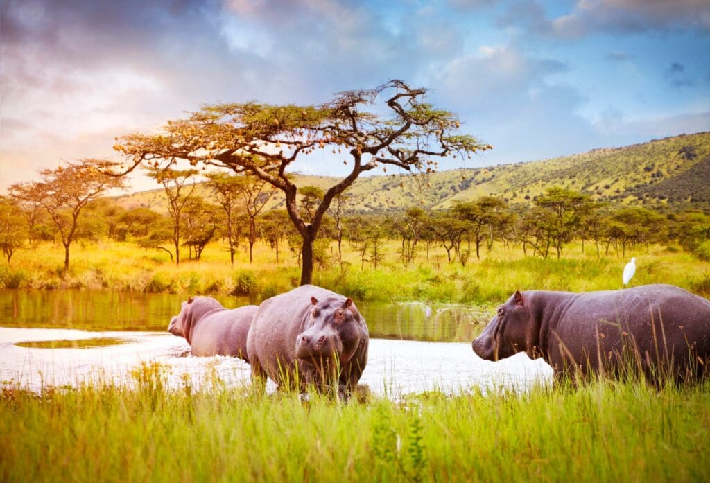 Ruanda: el secreto de la naturaleza mejor guardado