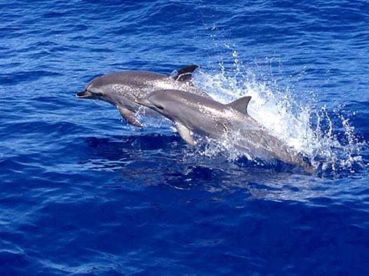 Delfines en La Palma