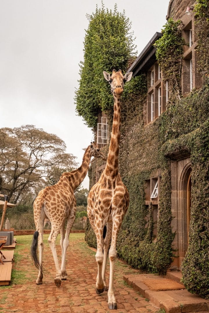 Giraffe Manor Kenia