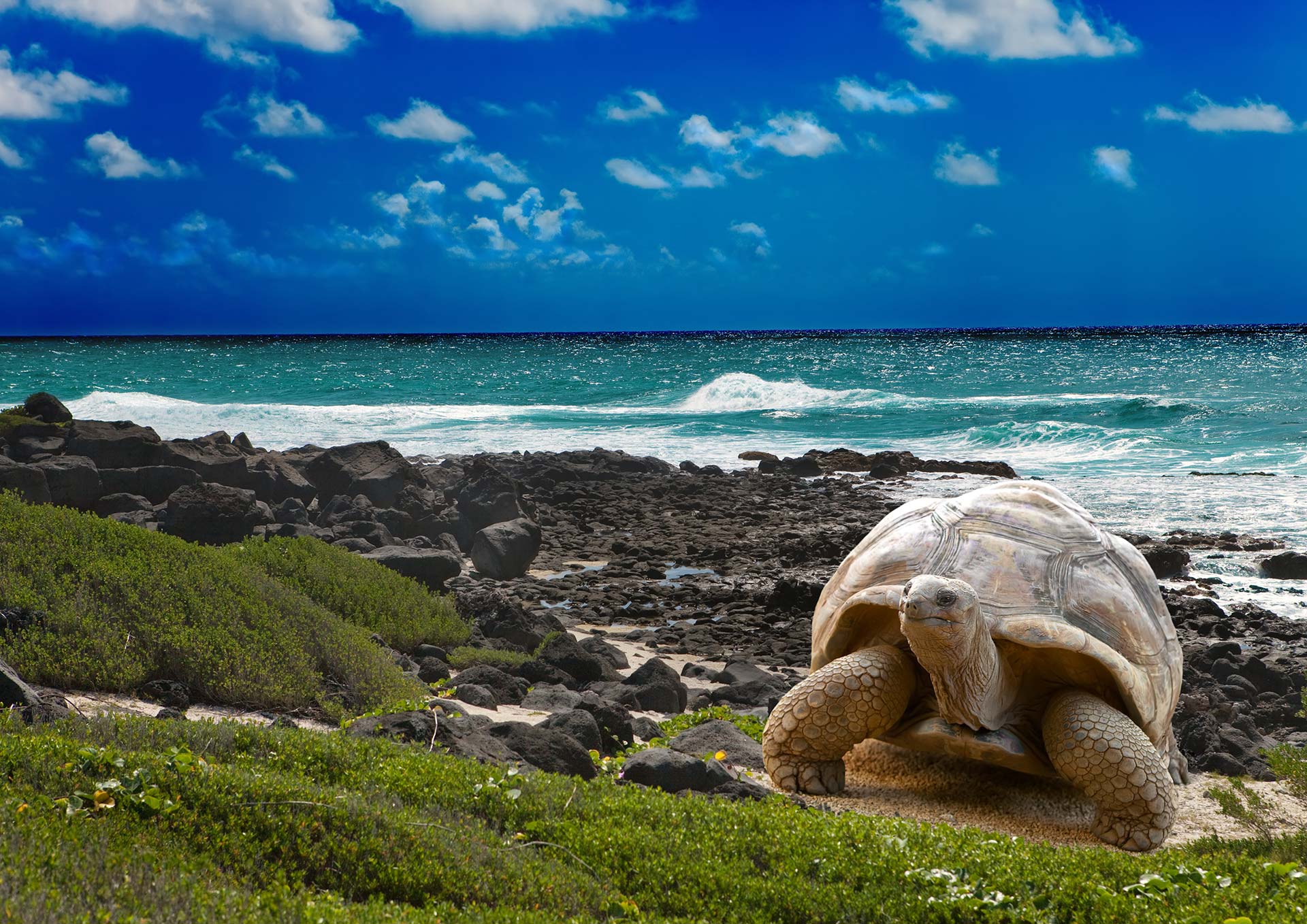 Ecuador Galápagos Tortuga mogración