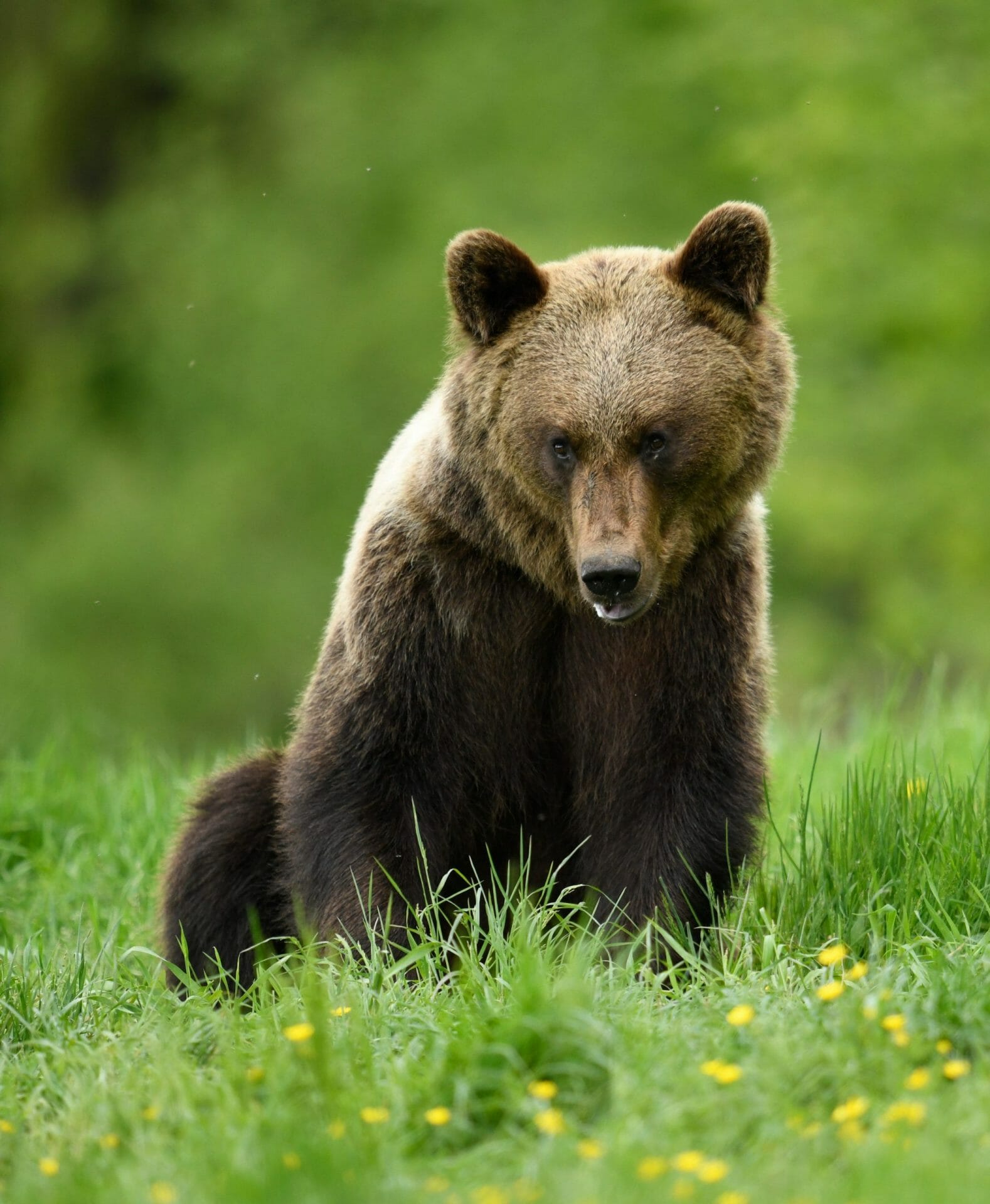 Oso pardo salvaje Rumanía