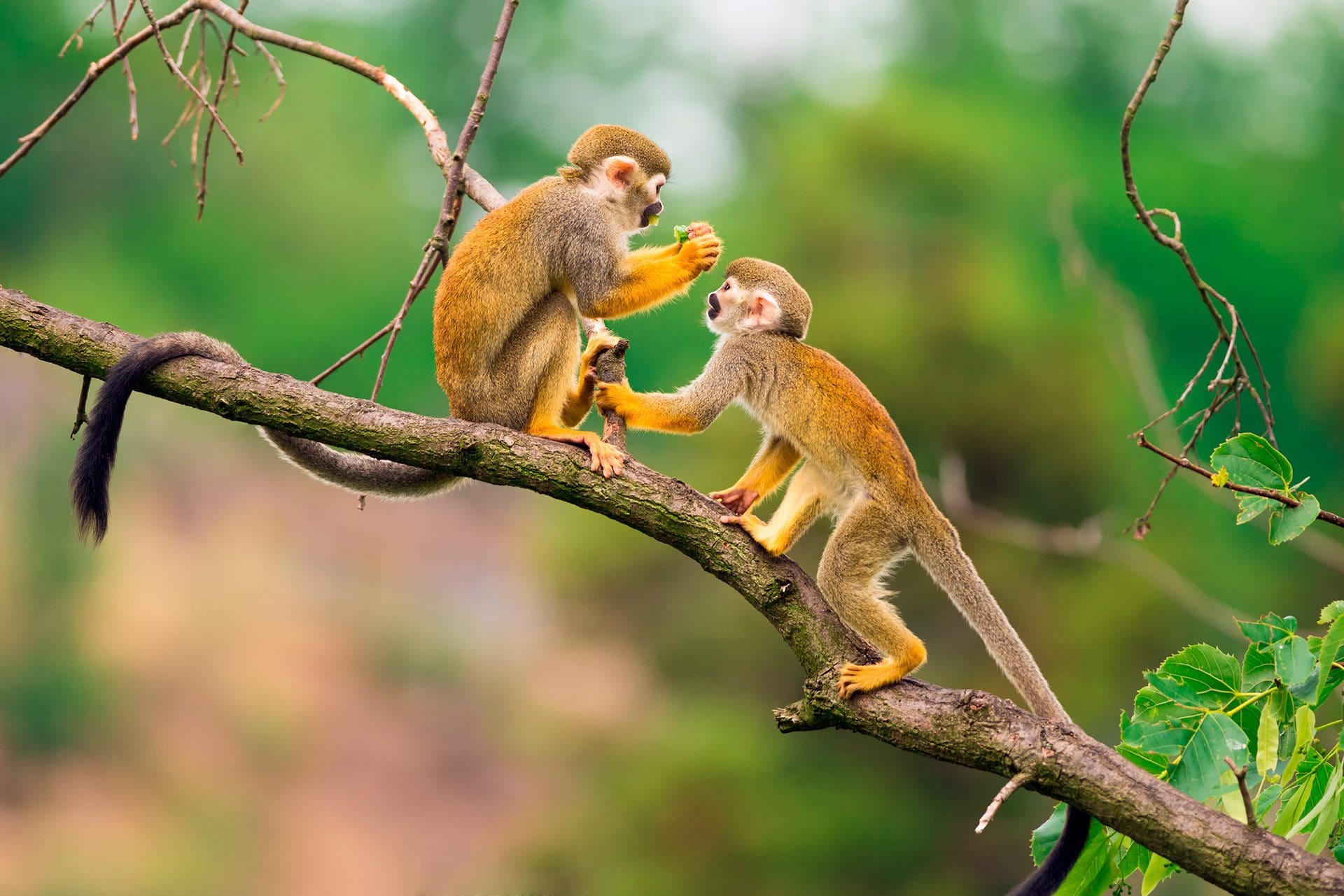 Perú Amazonas Biólogo