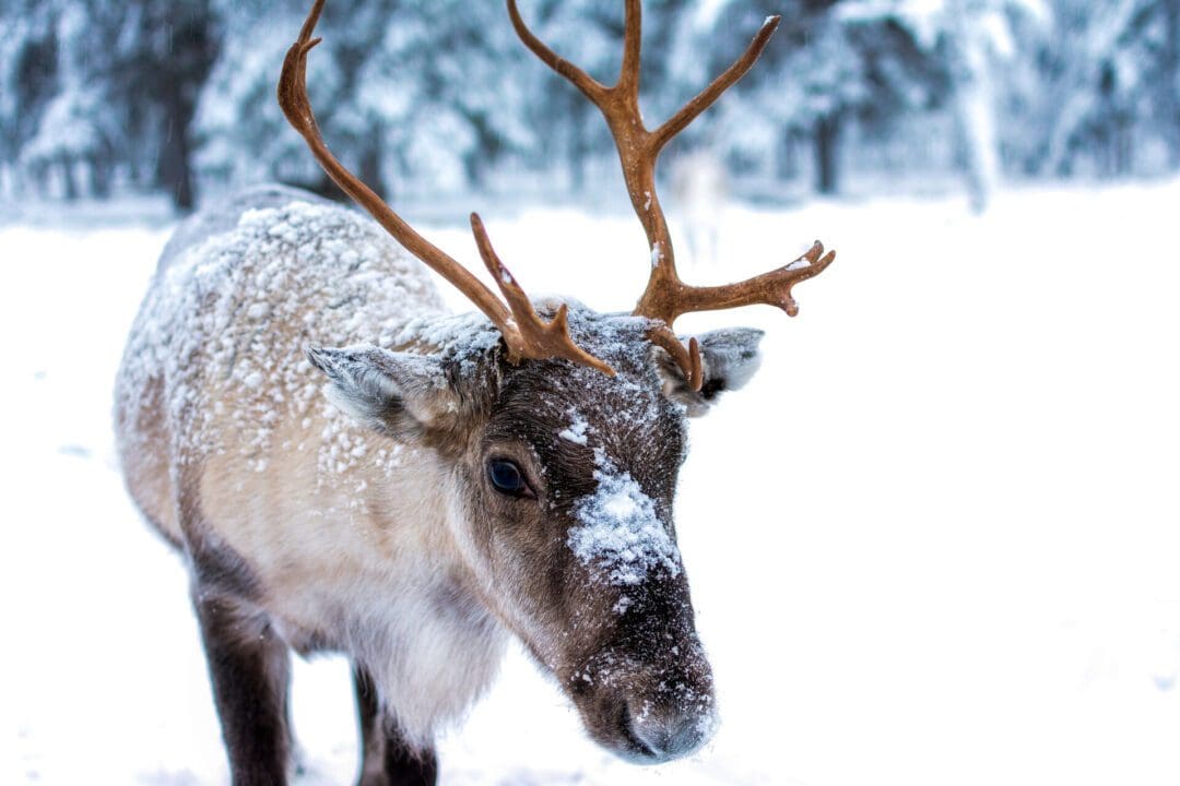 Reno en la nieve