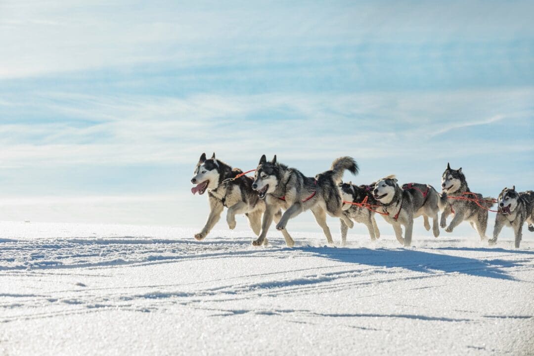 Trineo de huskies