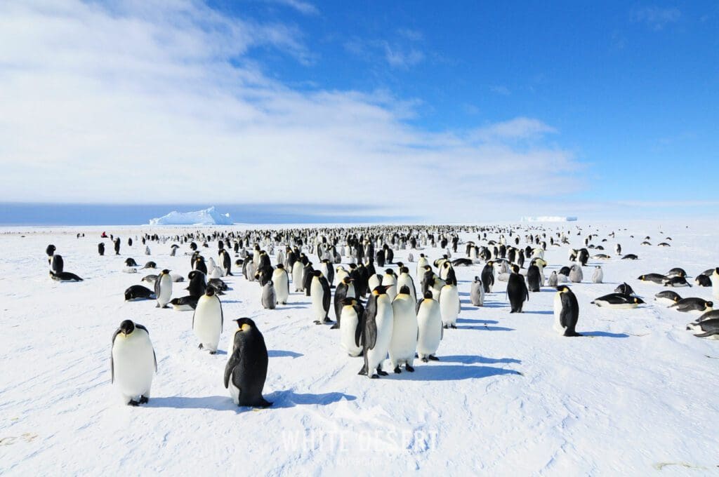 Colonia de pingüinos emperador