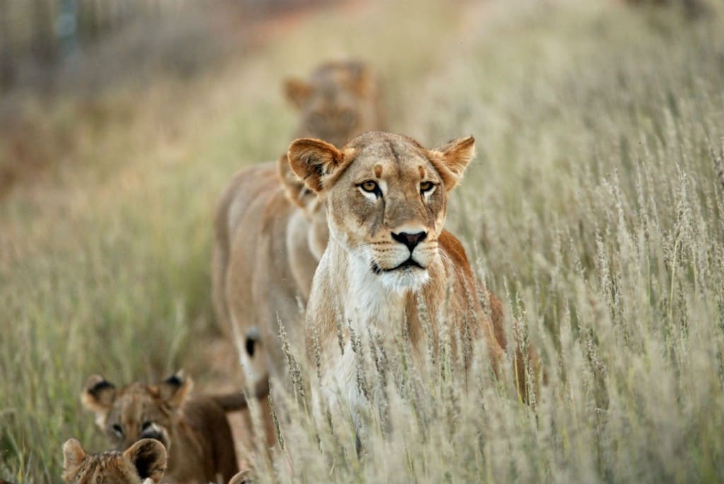 Leones en la sabana