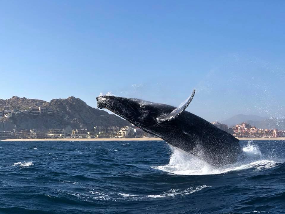 Ballena Pelagic Los Cabos