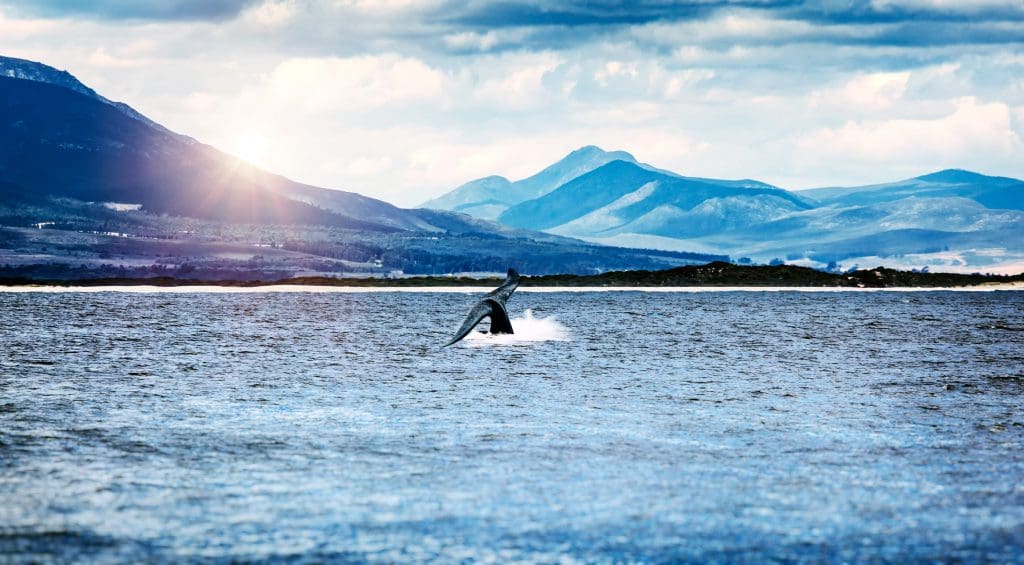 Avistamiento ballenas Sudáfrica