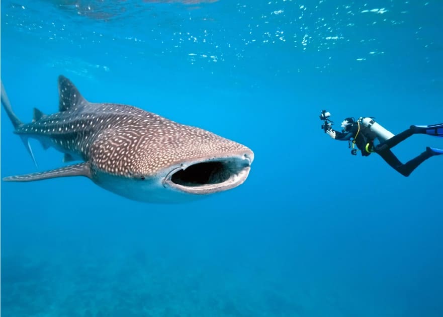 Buzo tiburón ballena Tanzania