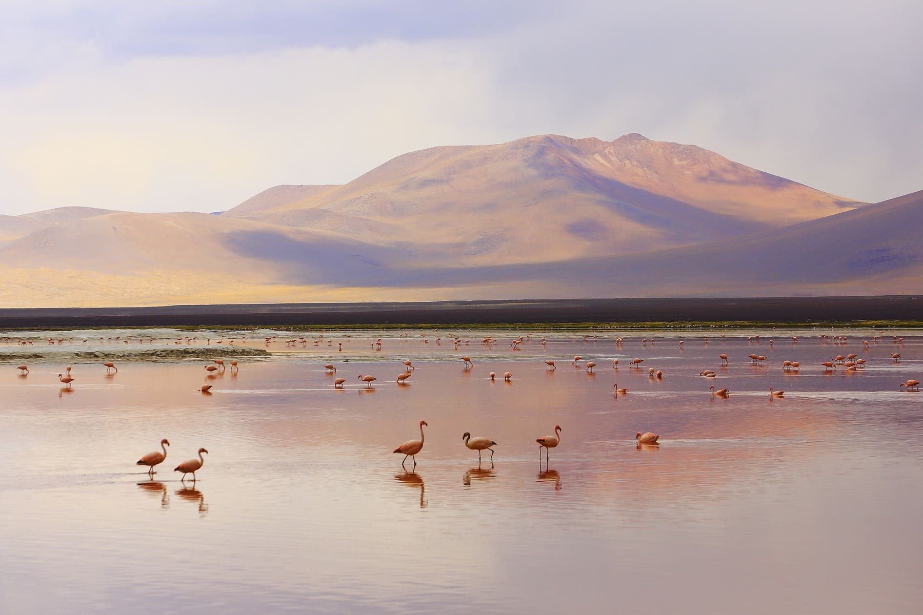 flamencos en el salar de Uyuni