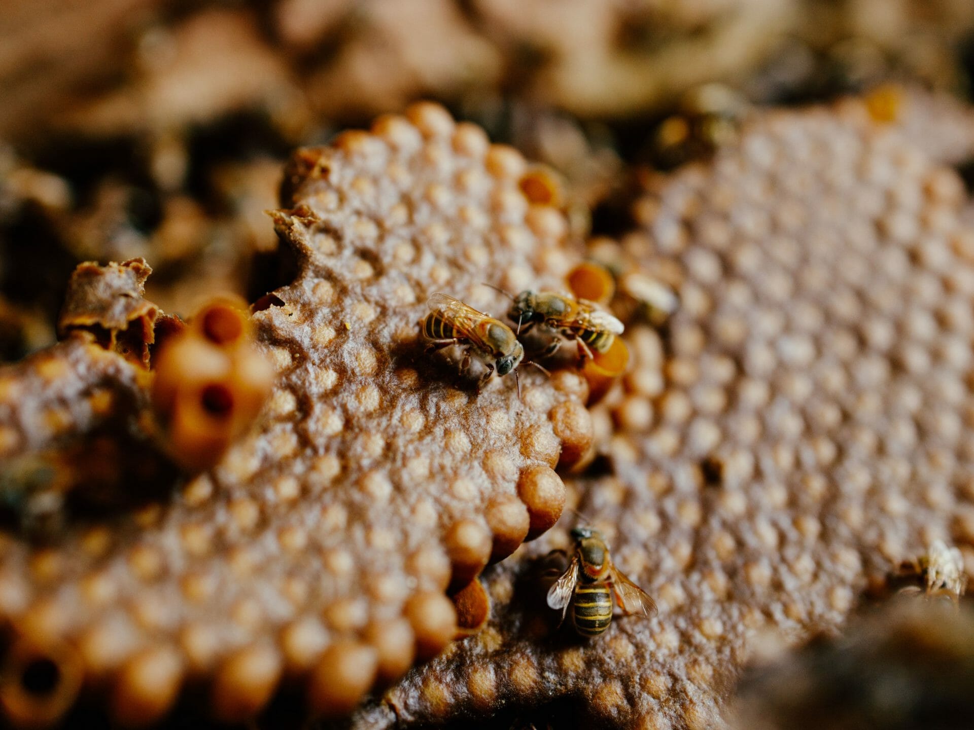 Abejas meliponas en un viaje a Yucatán Mexico