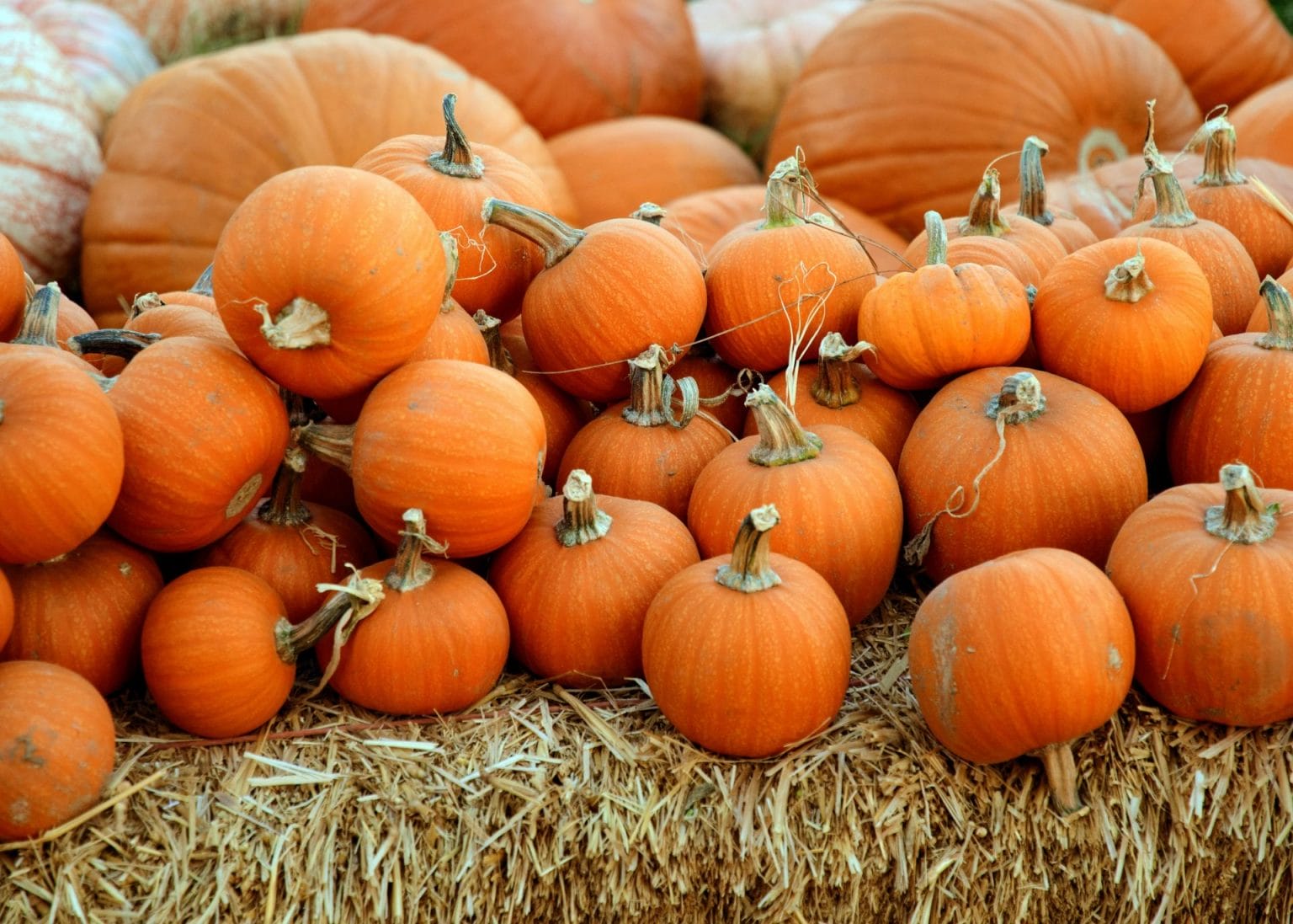 Calabazas Halloween Escocia