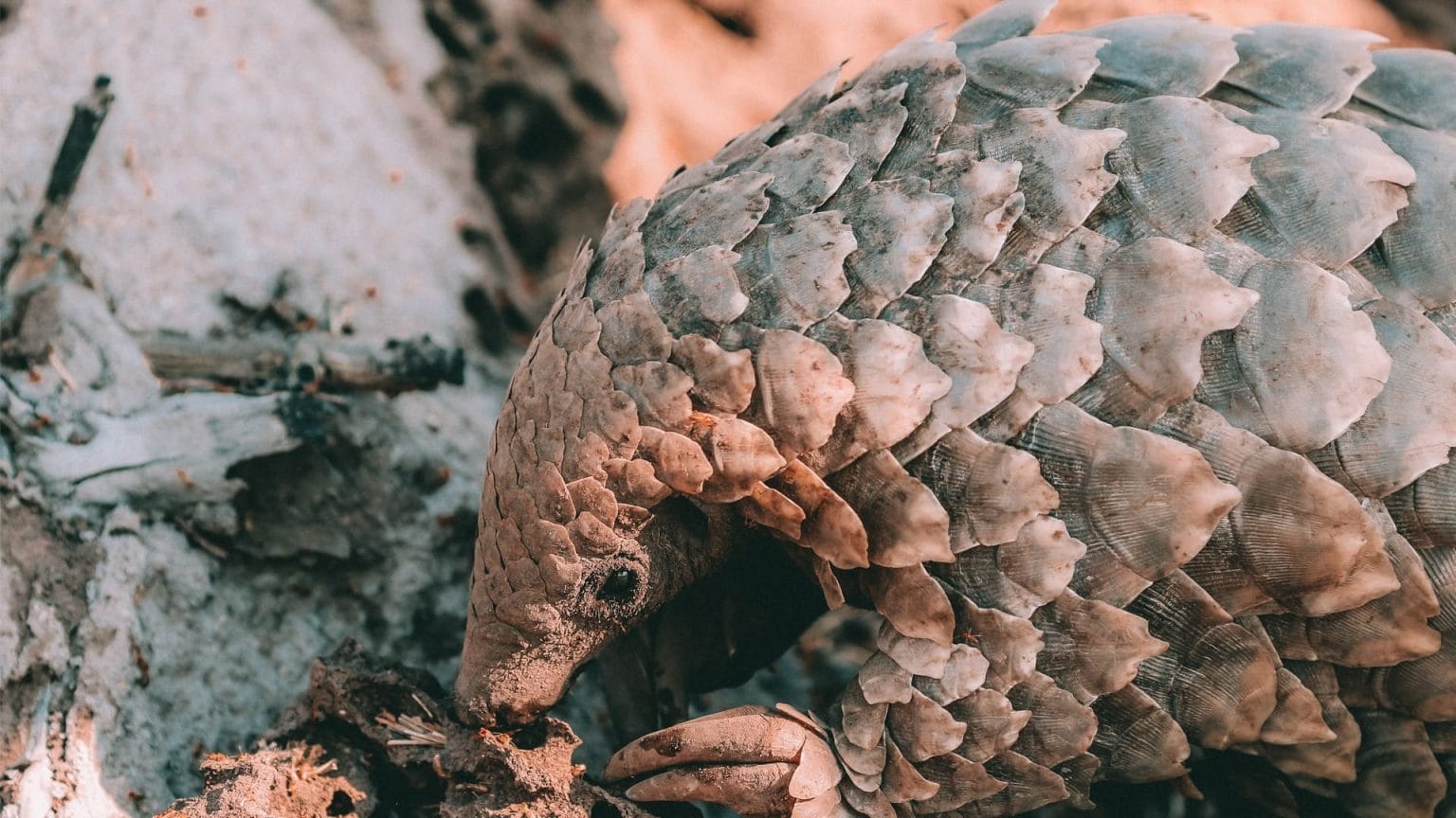 Proyecto de conservación pangolín en África