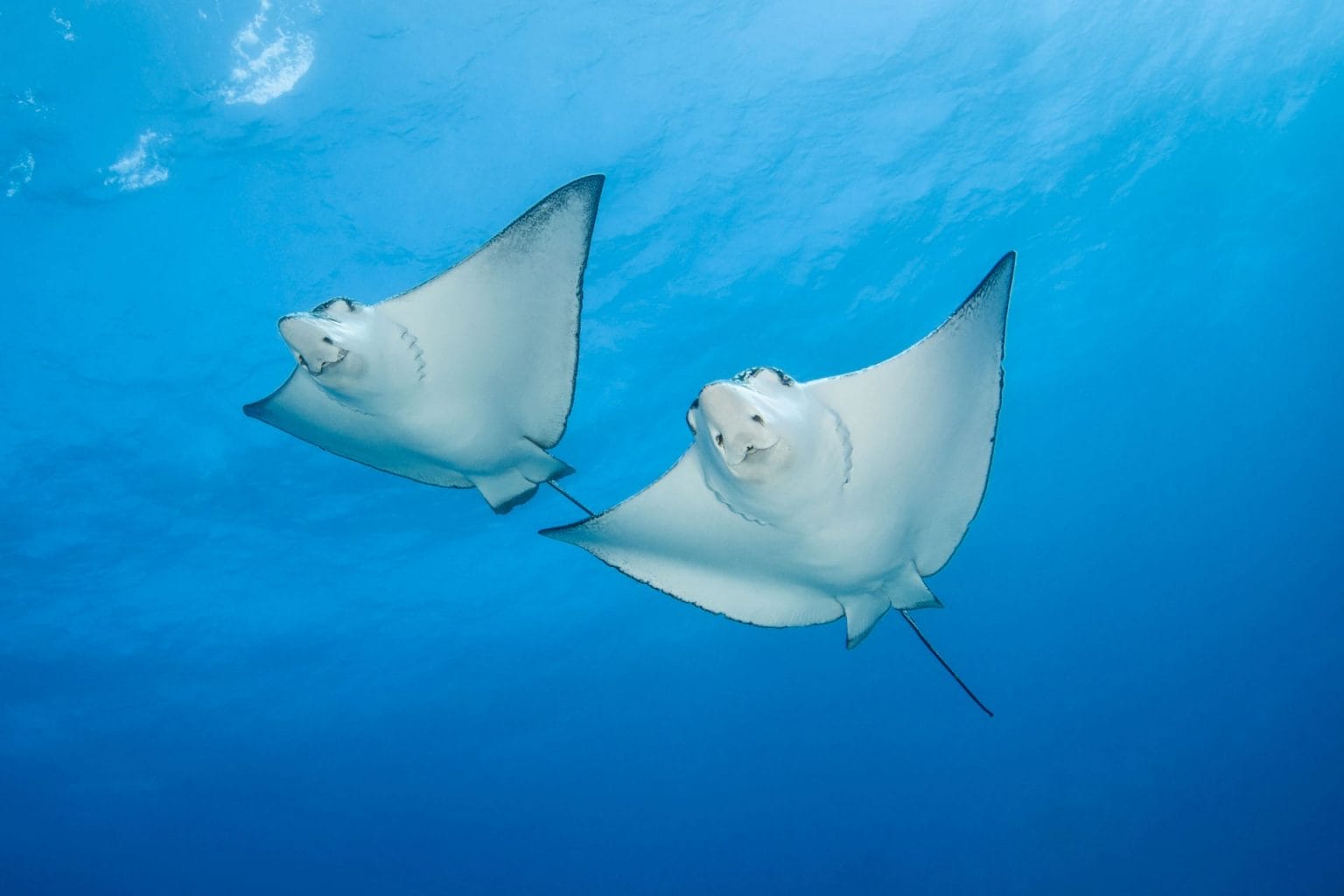 Buceo con Eagle Ray Polinesia Francesa