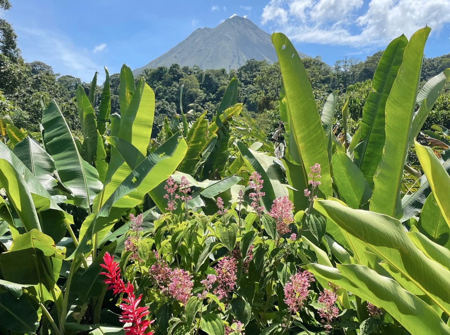 Plantar un árbol en Costa Rica