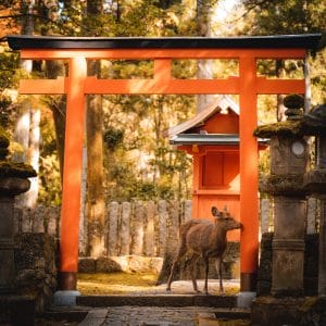 Nara Japon Templos