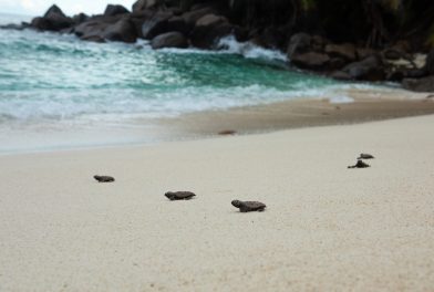 3-North-Island-Conservation-tutrle-