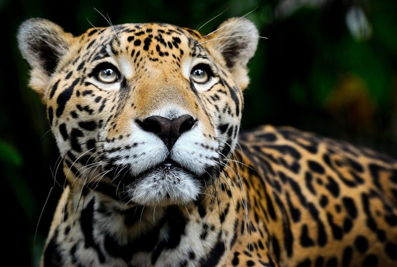 Jaguar en Pantanal Brasil