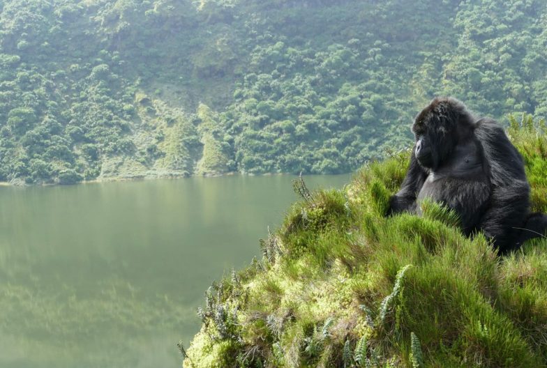 Centro visitantes Dian Fossey