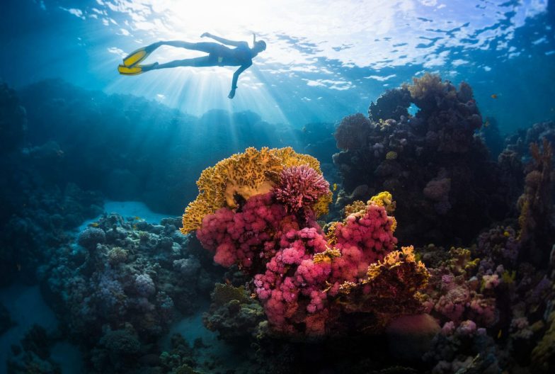 Free diver swimming underwater over vivid coral reef. Red Sea, Egypt