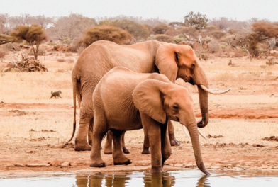 Crystal Cruises-Mombasa-Festive Season