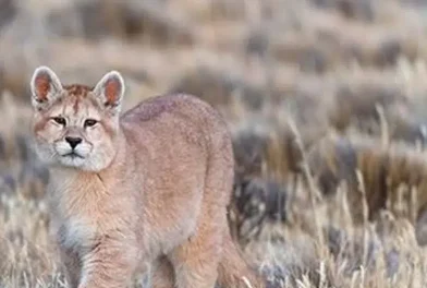 Puma-chileno-experiencia-Chile