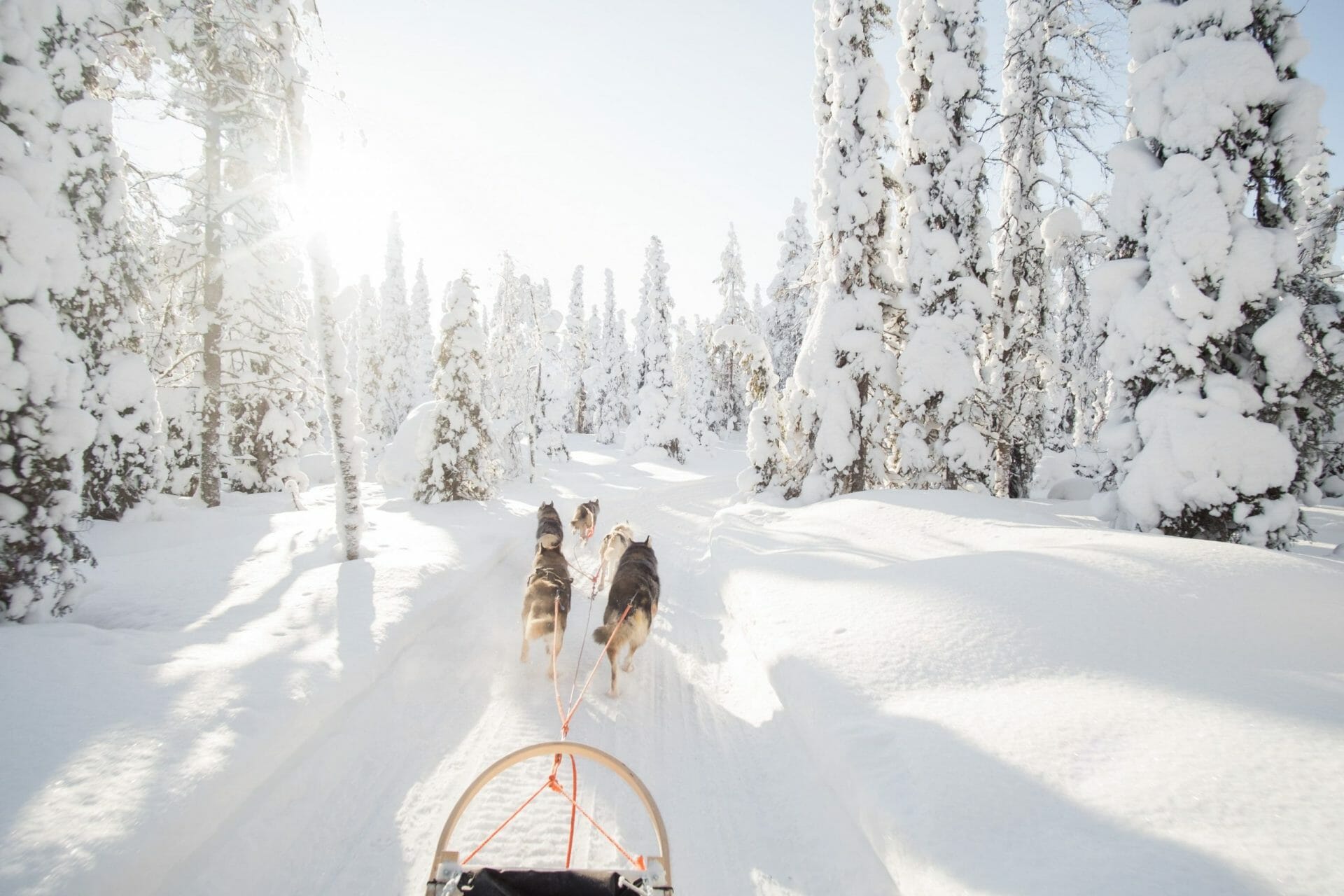 Trineo de perros en Laponia. Foto de un paisaje de cuento de invierno. Trineo y equipo de perros en el centro de la foto