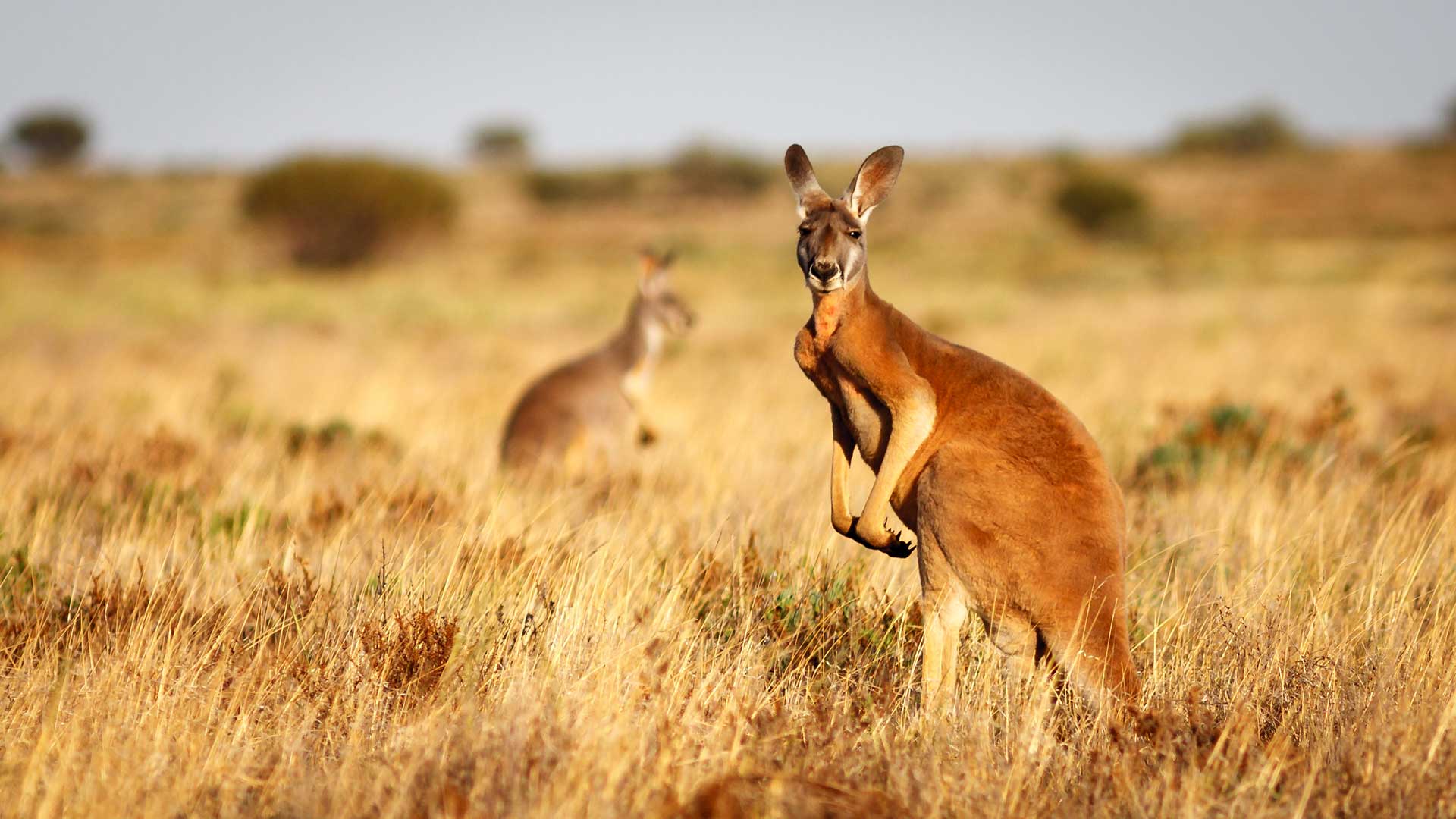 Canguros Australia