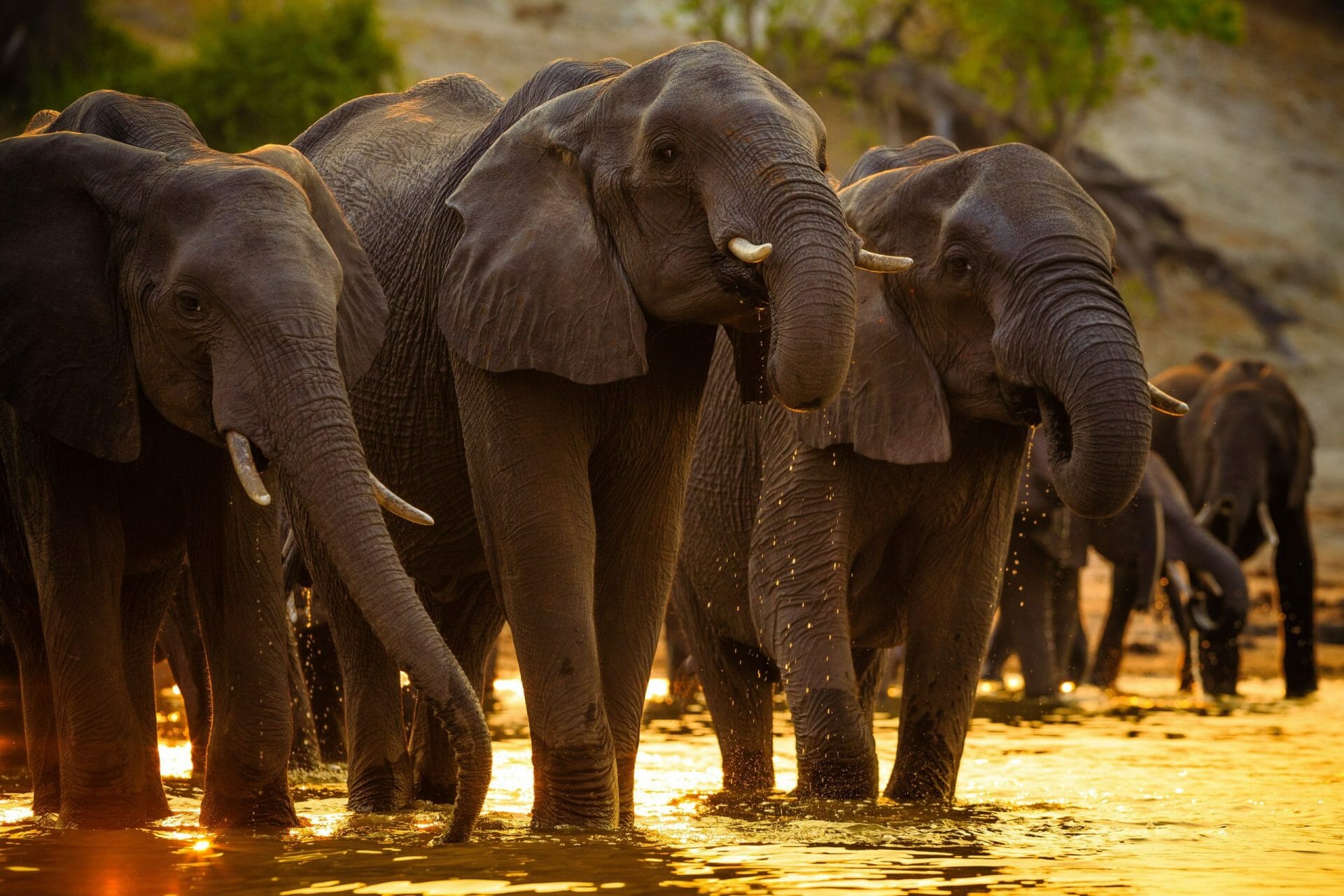 Elefantes en el Parque Nacional Chobe, Botswana