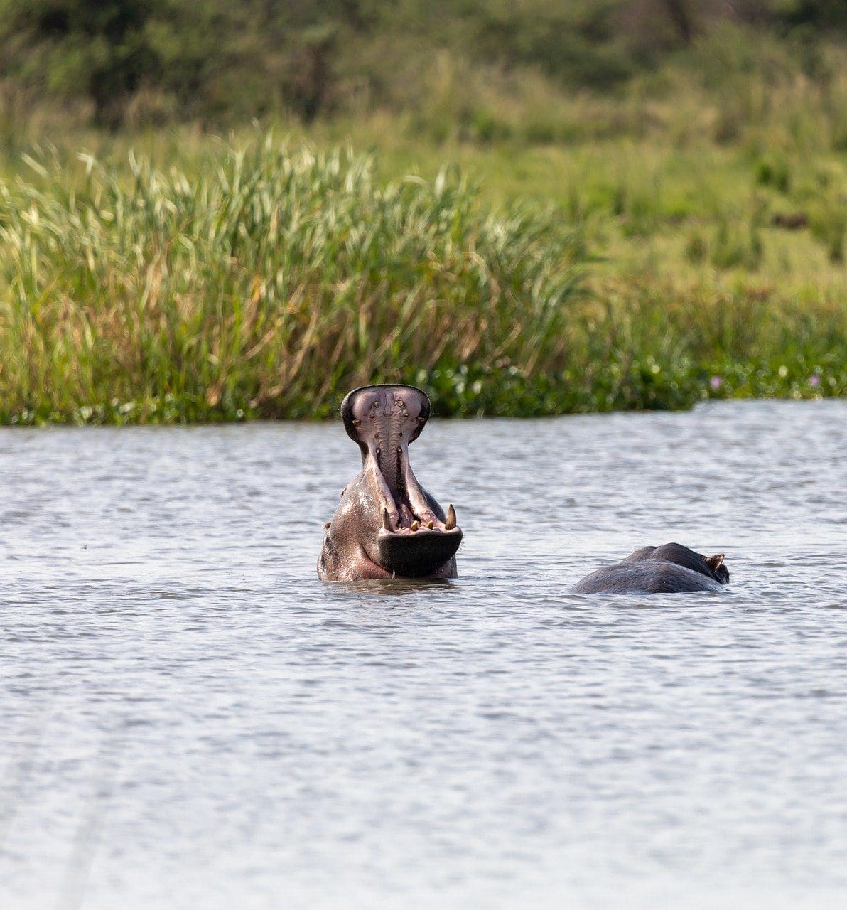 Hipopotamo Uganda