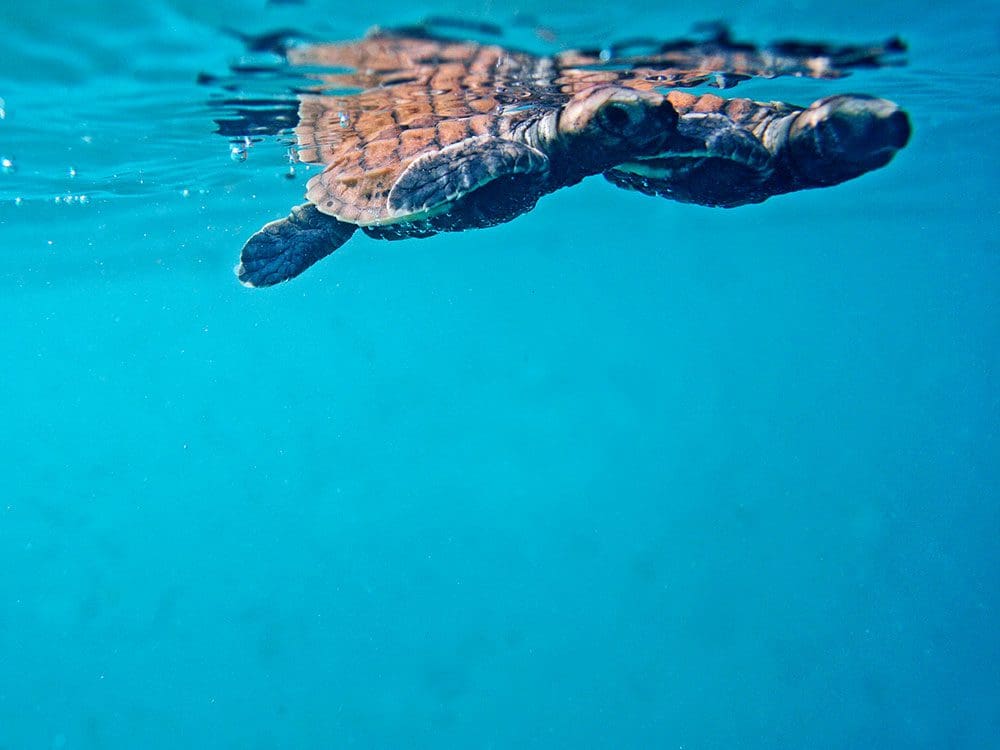 North Private Island tortuga Seychelles