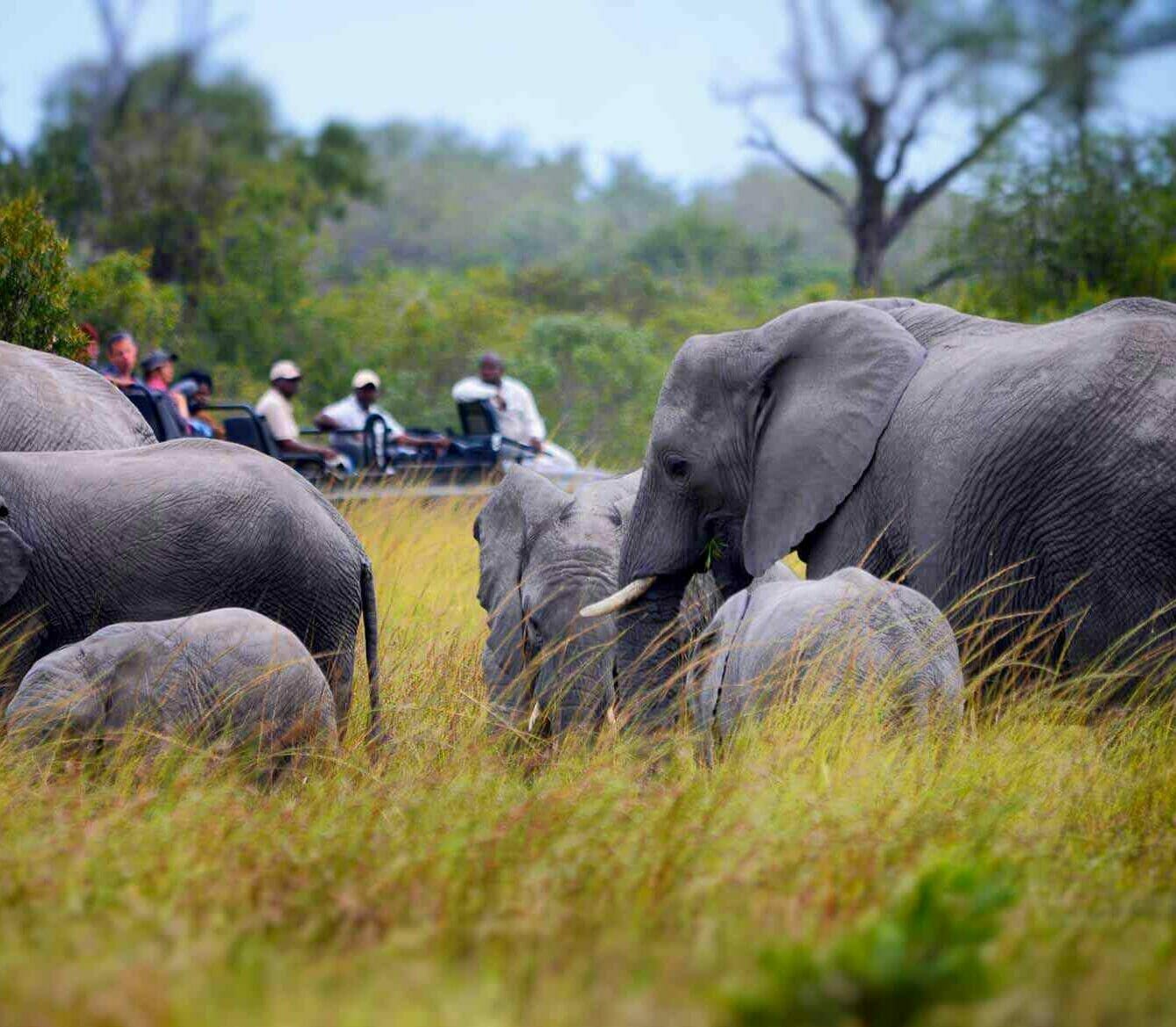 Sabi Sand Reserva Kruger Sudafrica