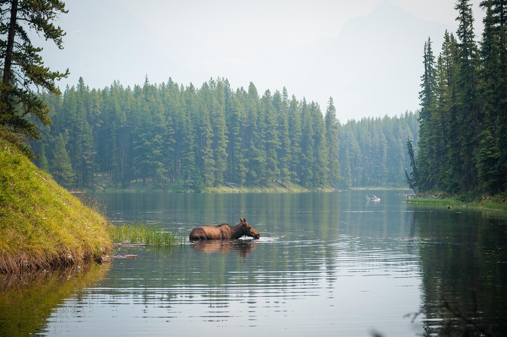 Vistas alce Parque Nacional Canada