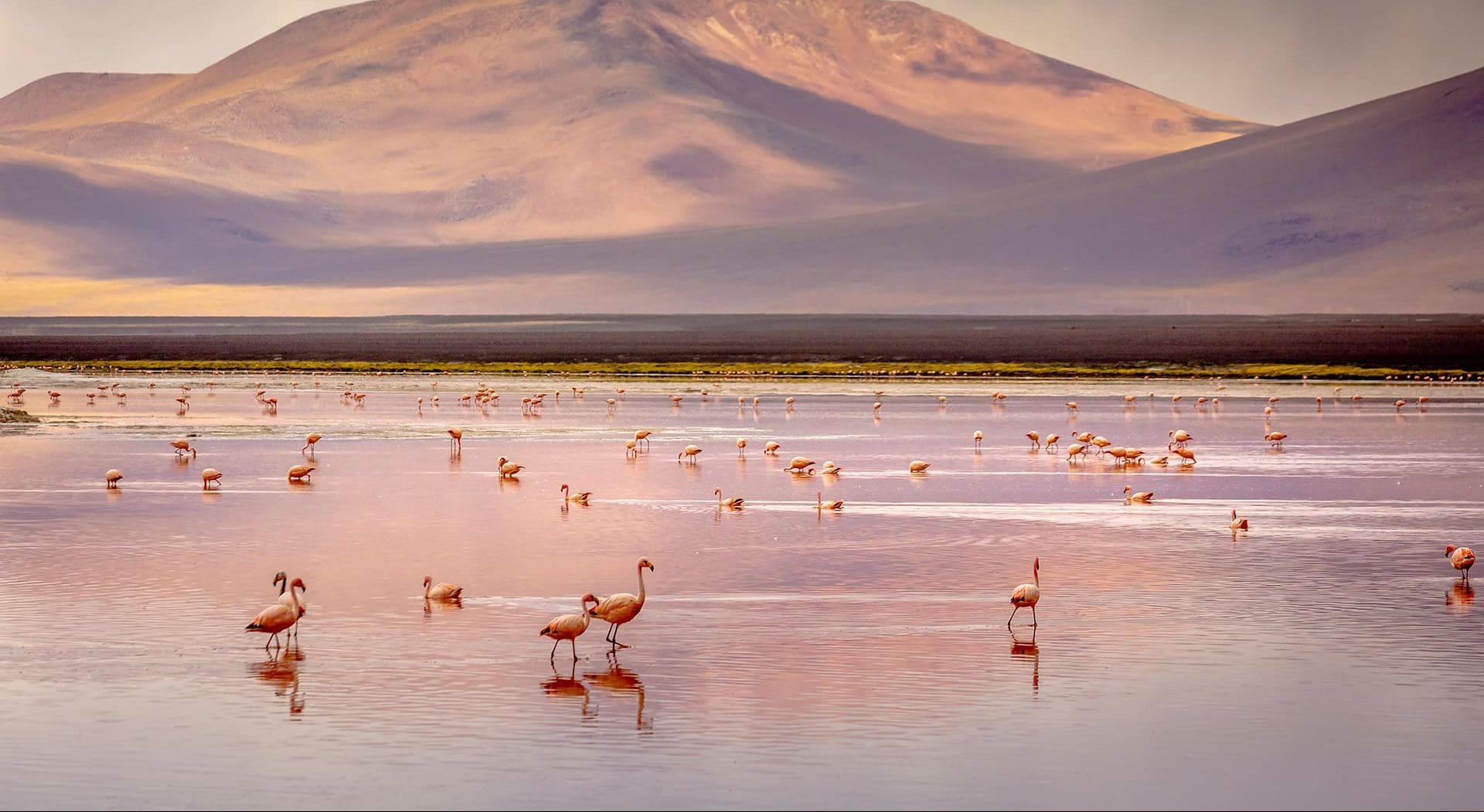 Flamencos sobre lago Bolivia