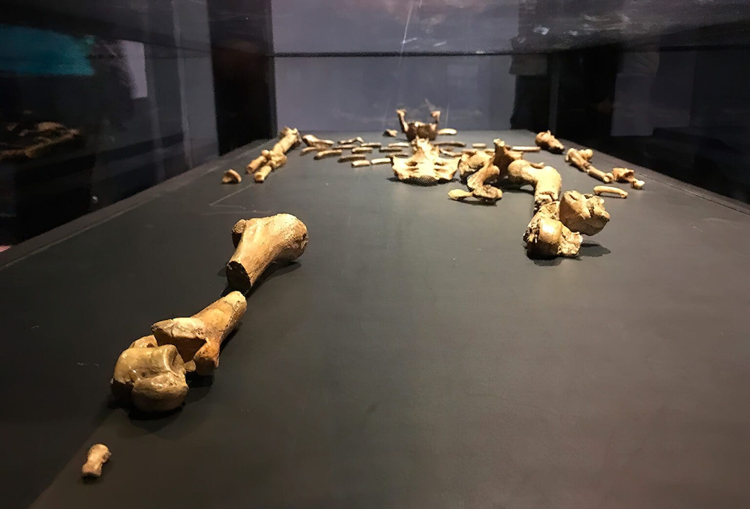 replica-esqueleto-lucy