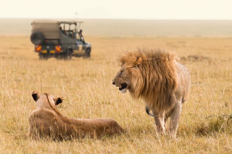 Leones en safari Kenia