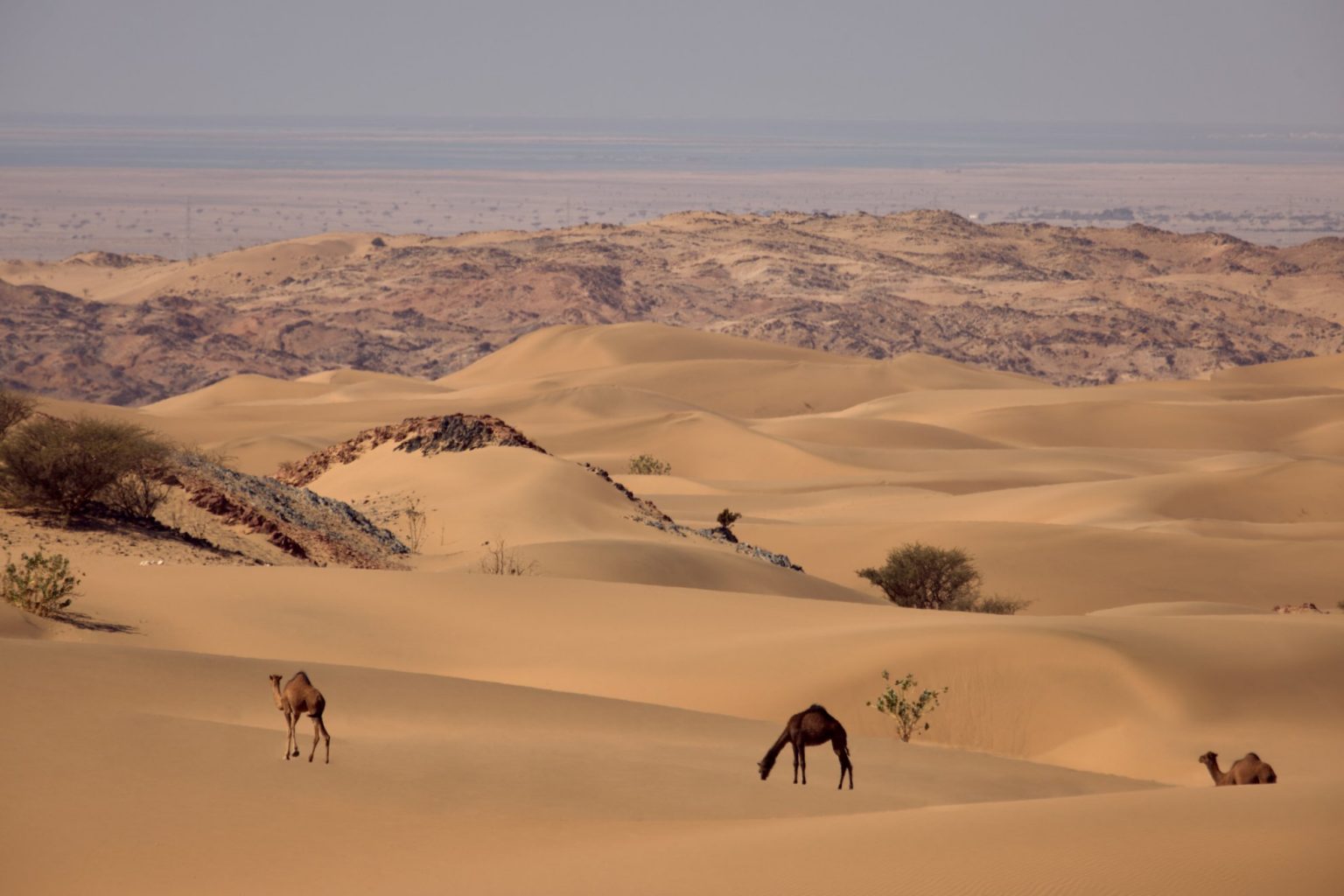 Camellos en Arabia Saudita