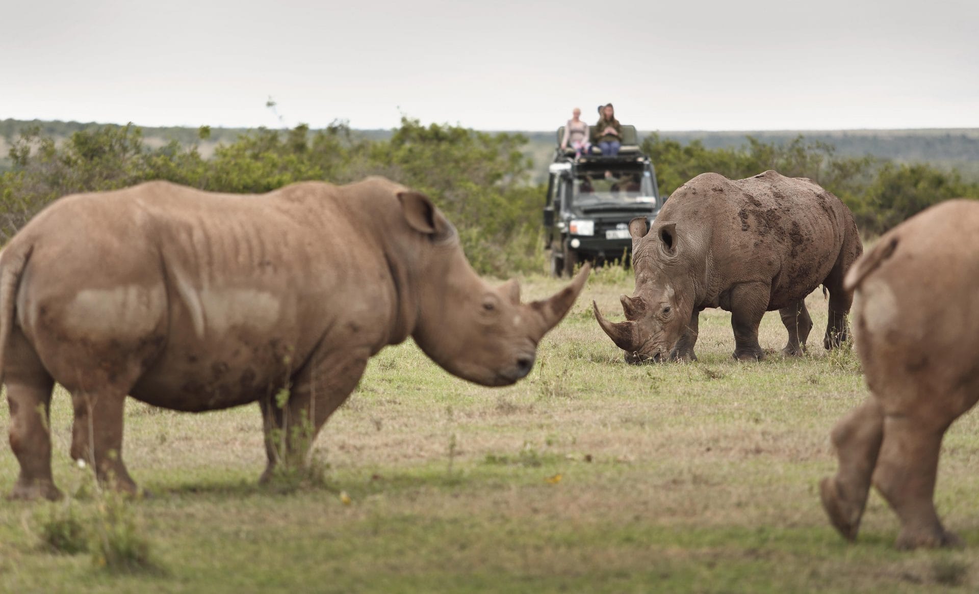Rinoceronte blanco en Kenia