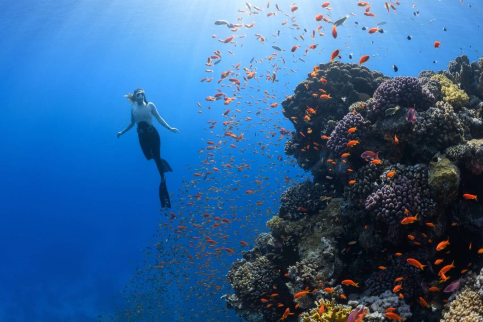 Buceo en Mar Rojo saudí Arabia Saudita