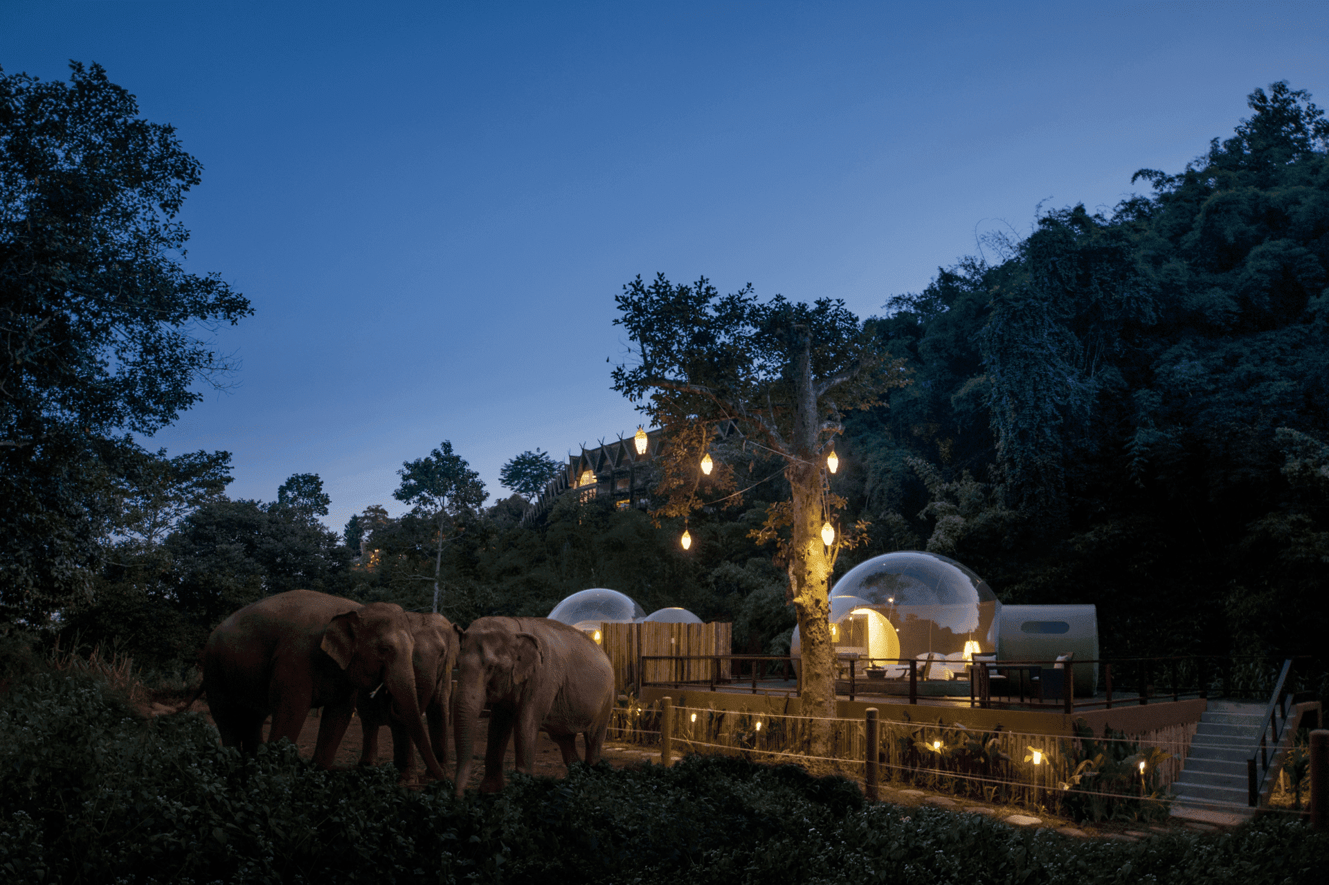 Elefantes en alojamientos burbuja en la selva