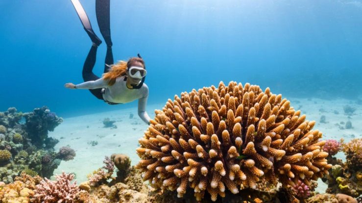 Buceo en Red Sea Arabia Saudí