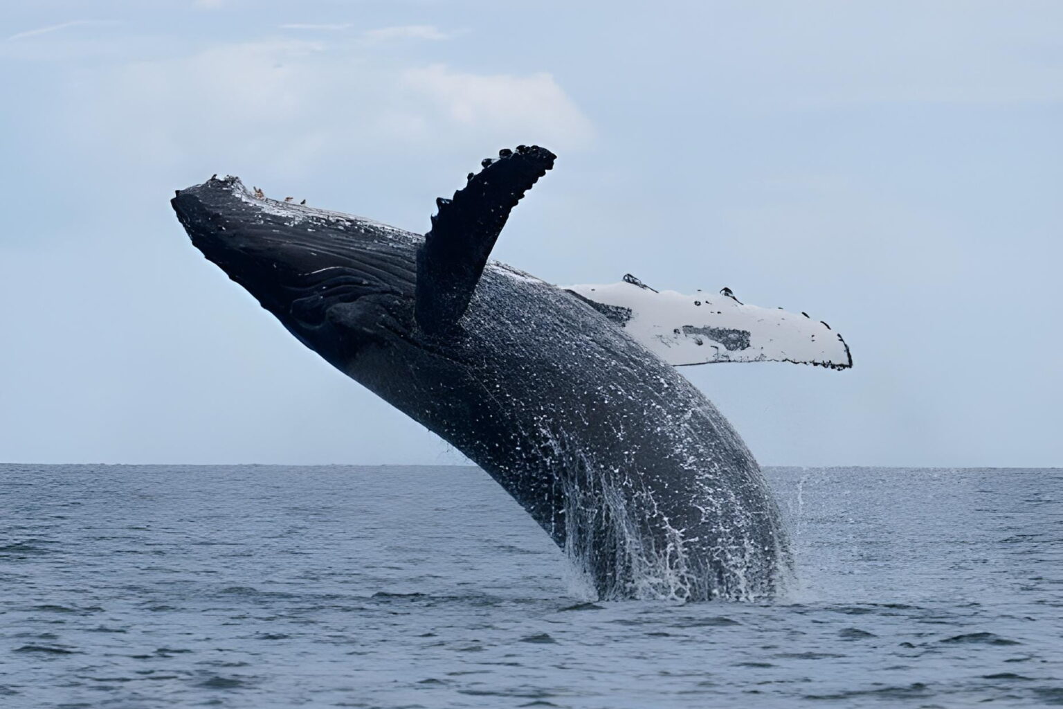 Ballena franca austral, Sudáfrica