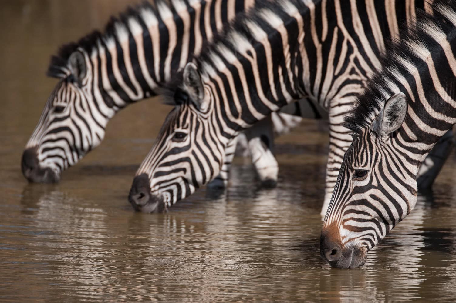 Cebras en Sabi Sand, Sudáfrica