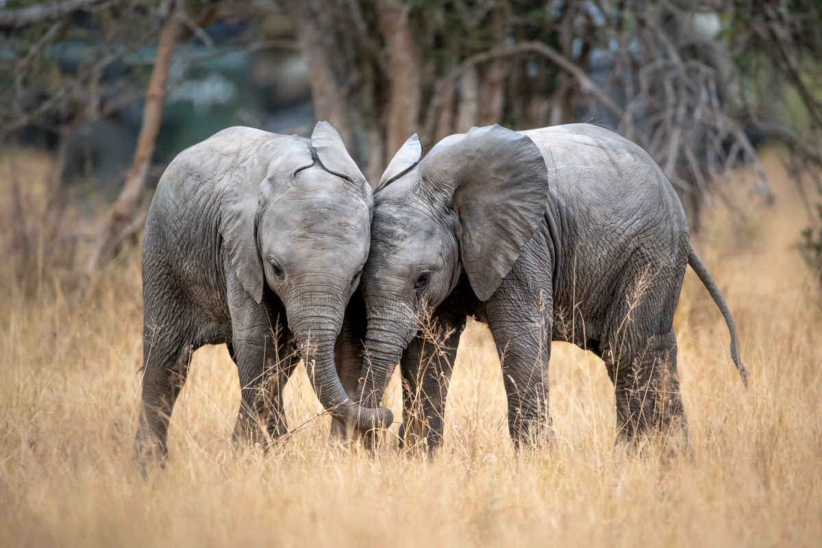 Elefantes bebé en reserva privada, Sudáfrica