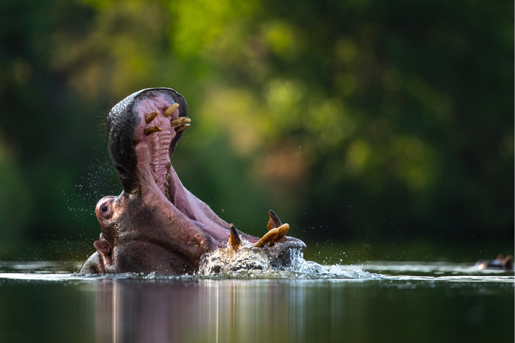 Hipopotamo en Parque Nacional Kruger, Sudáfrica