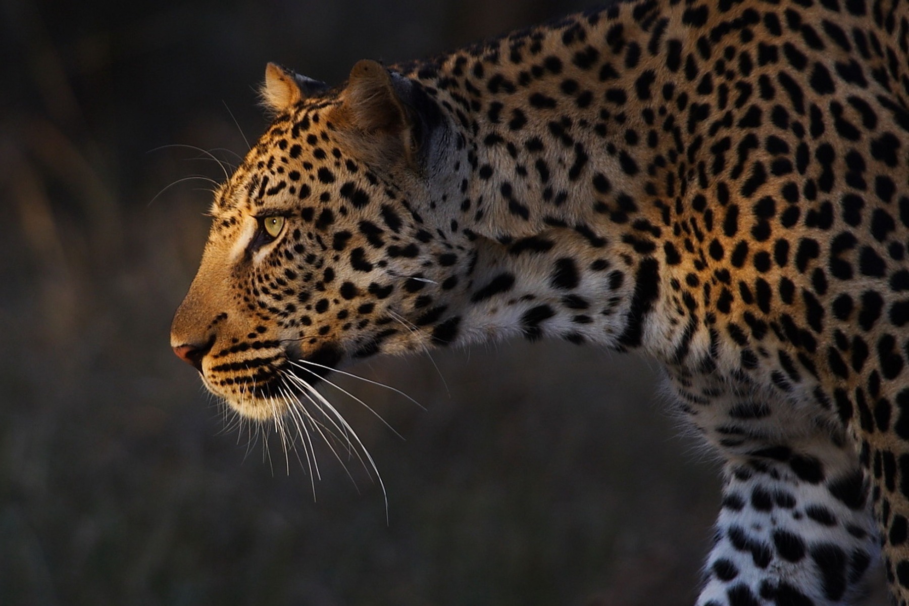 Leopardo en la Sabana Africana, Sudáfrica