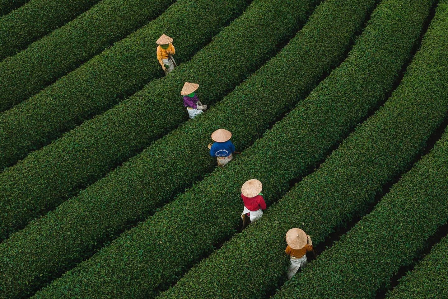 Plantaciones de té Vietnam