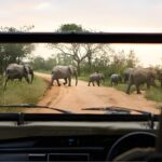 Safari en Sudáfrica