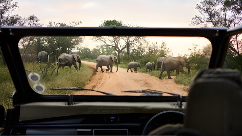 Safari en Sudáfrica