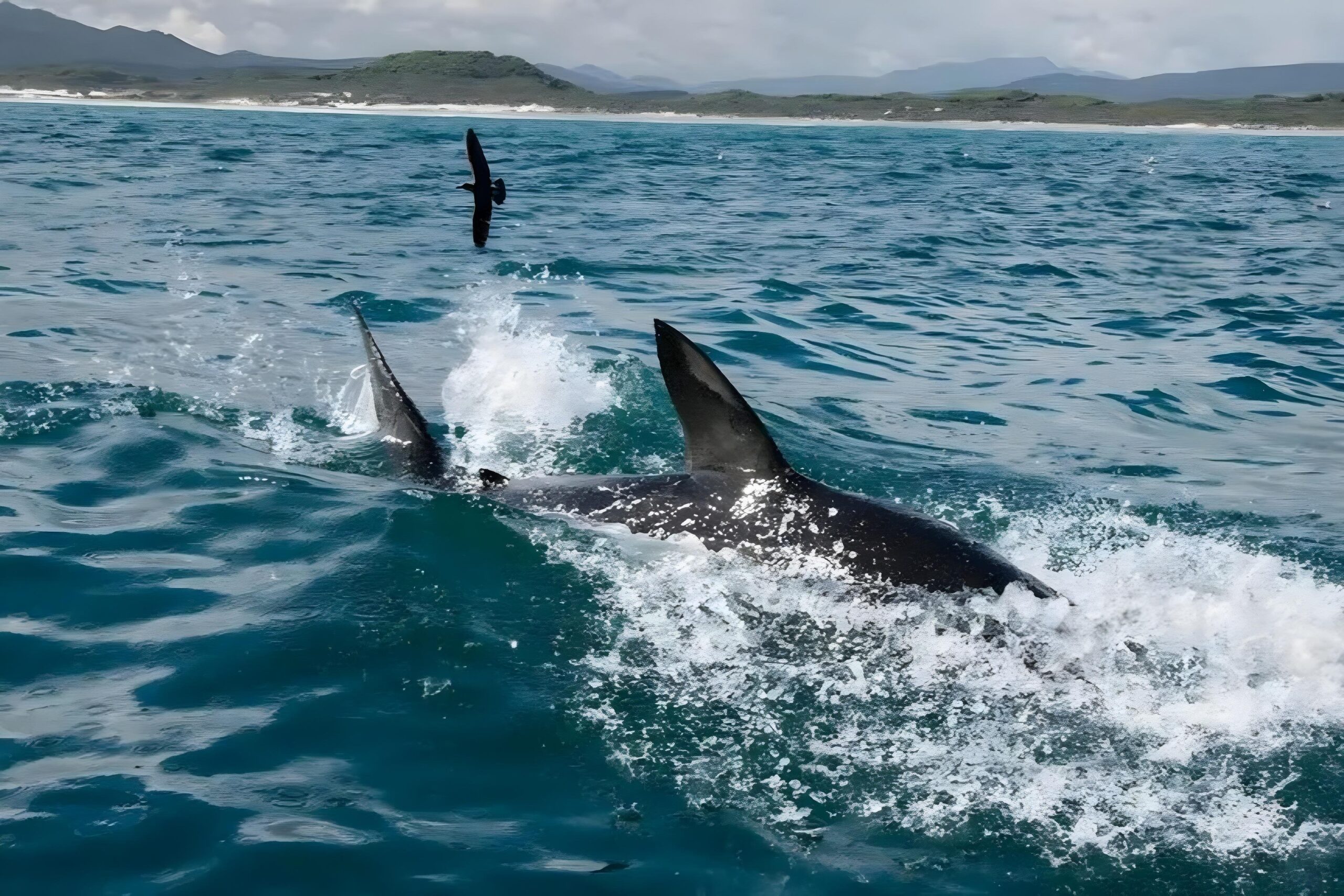 Tiburón Blanco, Sudáfrica